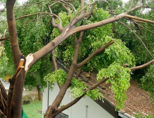 That Tree By Your Roof – Is It Dangerously Unstable?