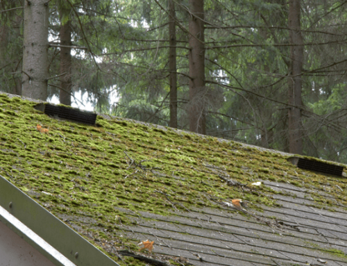 Learn The Top Ways To Get Rid Of Roof Moss!