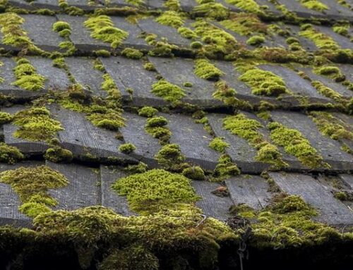 6 Terrific Tips to Remove Algae From Your Roof!